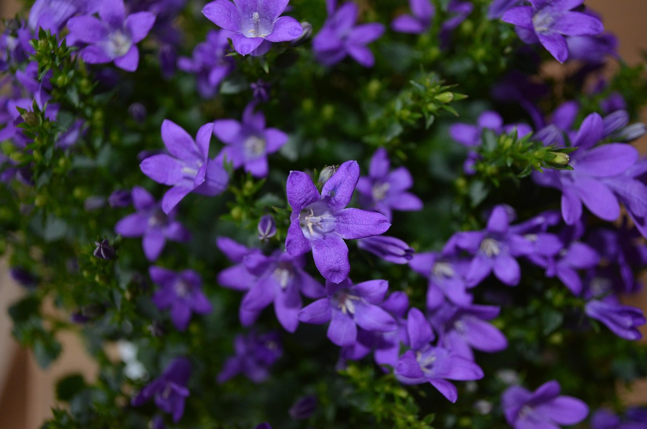 燕郊四季花都最新動態(tài)，城市未來之花綻放，花朵與都市共成長