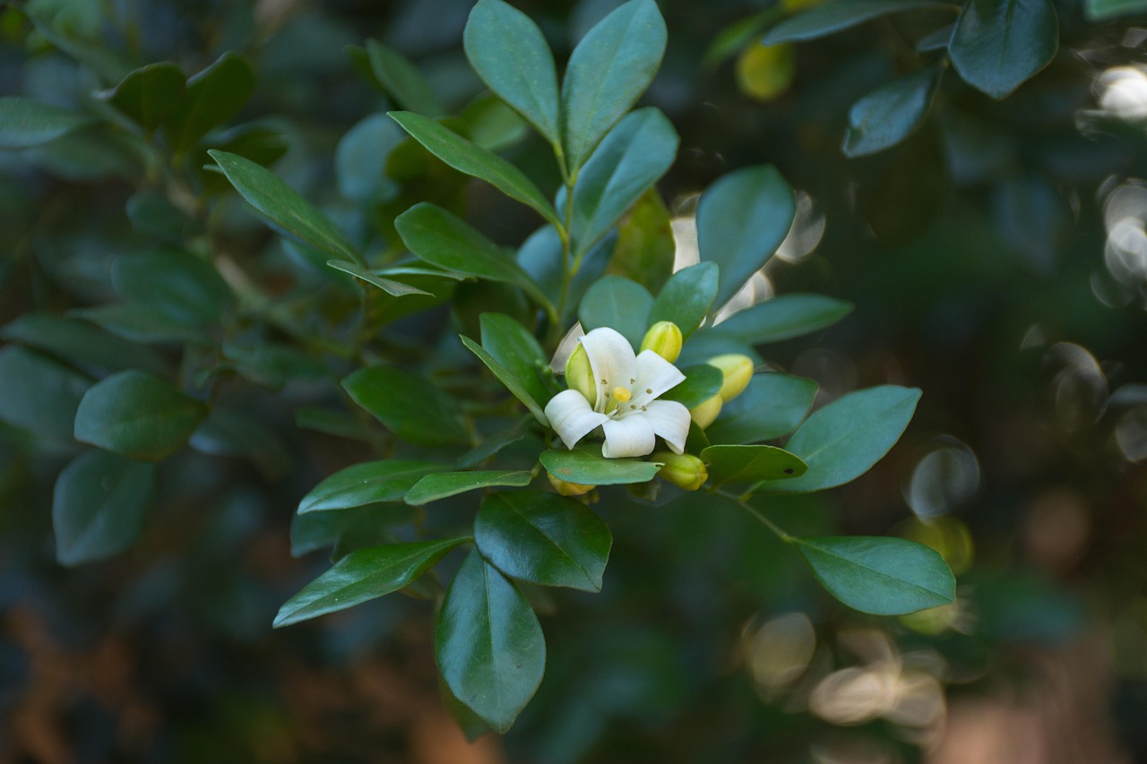 中醫(yī)藥法最新動態(tài)，邁向現(xiàn)代化與規(guī)范化的新征程